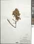 Sinclairia polyantha (Klatt) Rydb.