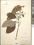 Sinclairia polyantha (Klatt) Rydb.