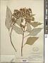 Sinclairia polyantha (Klatt) Rydb.