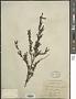 Siphonostegia chinensis Benth.