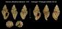 Sistrum alfredensis