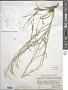 Sisymbrium subspinescens Bunge