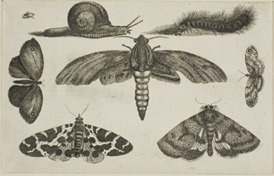 Six Insects, a Caterpillar, and a Snail, from Diversae Insectorum...Figurae