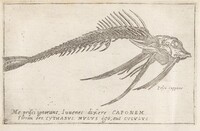 Skeleton of a Gurnard