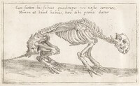 Skeleton of a Quadruped