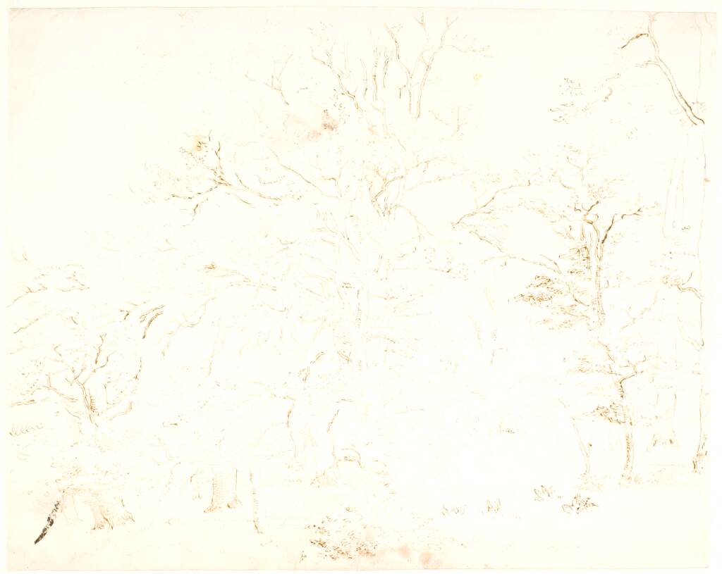 Skovinteriør