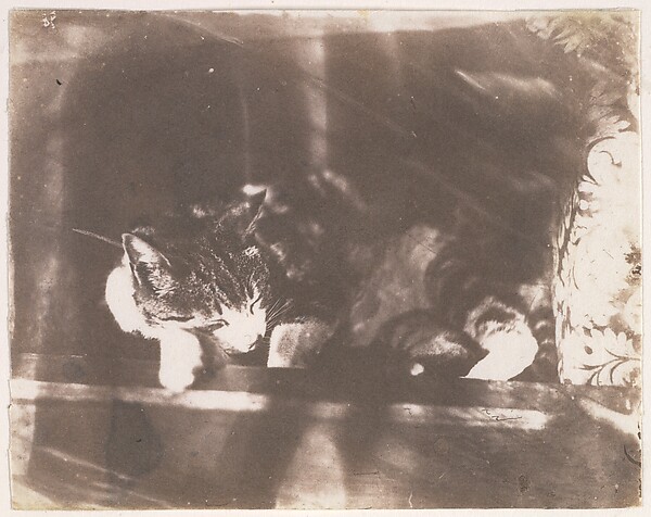 [Sleeping Cat]