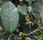 Sloanea truncata Urb.