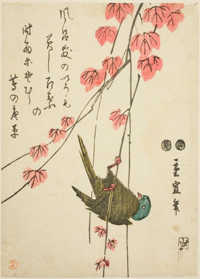 Small bird and ivy