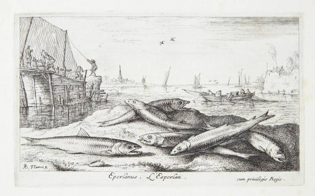 Smelten (Eperlanus)