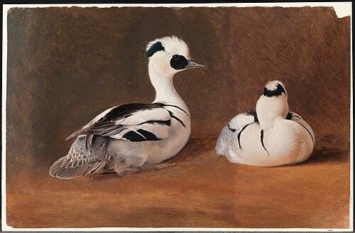 Smews