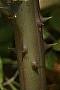 Smilax sp.