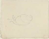 Snails [recto and verso]