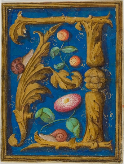 Snails, Strawberries and a Flower in a Decorated Initial "A" from a Manuscript