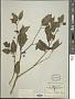 Solanum americanum Mill.