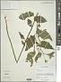 Solanum carolinense L.