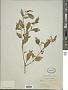 Solanum emulans Raf.