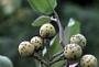 Solanum erianthum D. Don