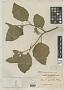 Solanum guamense Merr.