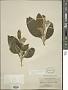 Solanum hazenii Britton