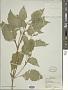 Solanum interius Rydb.