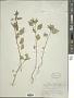 Solanum interius Rydb.