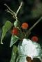Solanum lanceifolium Jacq.