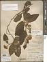Solanum lanceolatum Berthault