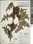 Solanum lanceolatum Cav.