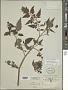 Solanum lycopersicum L.