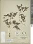 Solanum lycopersicum L.