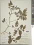 Solanum lycopersicum L.
