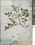 Solanum lycopersicum L.