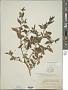 Solanum nigrum L.