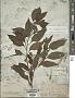 Solanum pubigerum Dunal