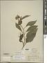 Solanum pubigerum Dunal