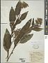 Solanum pubigerum Dunal