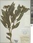 Solanum pubigerum Dunal