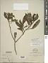 Solanum pubigerum Dunal