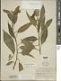 Solanum pubigerum Dunal