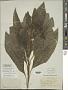 Solanum pubigerum Dunal