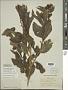 Solanum pubigerum Dunal