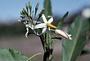 Solanum racemosum Jacq.
