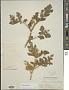 Solanum rostratum Dunal