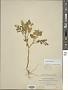 Solanum rostratum Dunal