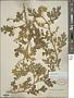 Solanum rostratum Dunal