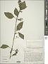 Solanum scabrum Mill.