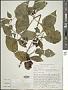 Solanum scabrum Mill.