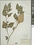 Solanum sp.