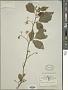 Solanum torvum Sw.